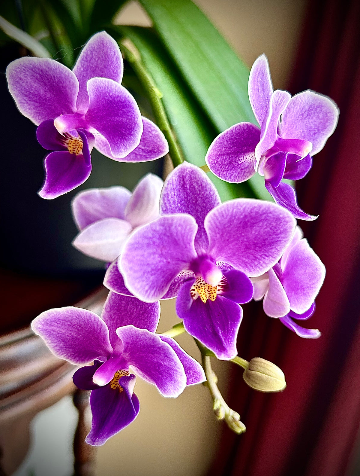 ORCHIDEA TRIO – zestaw nawozów do storczyków na wzrost i bujne kwitnienie